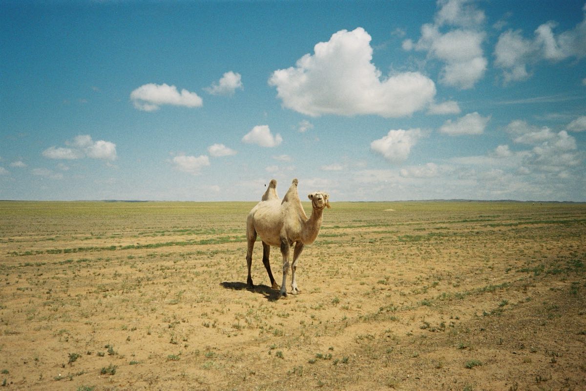 A camel on open steppe